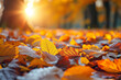 A beautifully backlit carpet of fallen leaves in a forest, illuminated by a soft bokeh effect of sunlight