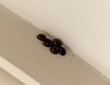 Five ladybird or ladybug beetles 