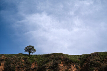 Wall Mural - lonely tree on a hill in summer against the sky with clouds