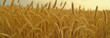 Golden wheat field, sunny day in summer. Wide banner