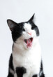 Cute cat yawns. Very open mouth. isolated