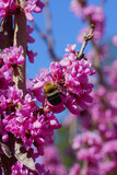 Fototapeta Sawanna - Bee gathering pollen on a redbud tree