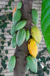 Yellow and green cacao pods on a tree