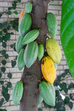 Fototapeta Sawanna - Yellow and green cacao pods on a tree