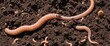 worms in the ground, earth gardening