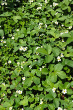 Strawberry (Fragaria X Ananassa) Plants Growing As A Flowering Ground Cover