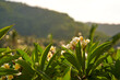 Asian flowering frangipani tree against the sunset. Close-up of a branch with fragile white and yellow plumeria flowers.