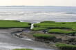 a beautiful natural seascape of the dutch coast of a salt marsh with green grass and mud in front of the westerschelde sea