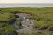 a typical dutch coast landscape in zeeland of a channel with mud in the salt marsh with grass of the westerschelde sea