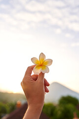 Wall Mural - A woman holds an Asian white and yellow tropical frangipani flower in her frail hand on the outside.