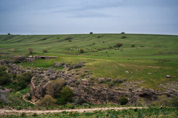 Wall Mural - herd of cows and horses graze on a green meadow on a farm in spring