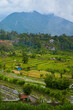 Panorama of the amazing landscape of Asian rice terraces. Palm trees in a rice paddy on the island of Bali. A view of the bright green rice fields.