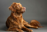Fototapeta Boho - A purebred dog poses for a portrait in a studio with a solid color background during a pet photoshoot.

