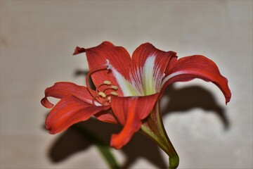 Poster - red amaryllis closeup 