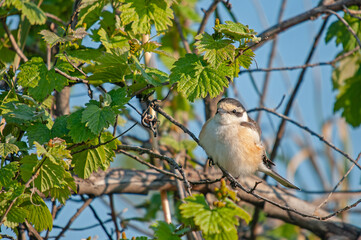 Wall Mural - Masked Shrike, Lanius nubicus, on a tree branch.