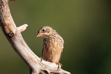 Wall Mural - Female Ortolan Bunting on a branch, Emberiza hortulana.