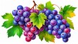 Watercolour, Isolated bunch of fresh, ripe grapes on a white background