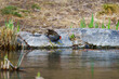Moorhen that goes into the water of a reed marsh. early spring reed marsh scenery.