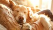 Envuelto en la comodidad de la lana tejida, un perro durmiente es acunado por los tiernos rayos del sol, su expresión serena es un testimonio de la paz dichosa de una siesta a la luz de la tarde.