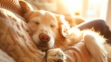 Fototapeta  - Envuelto en la comodidad de la lana tejida, un perro durmiente es acunado por los tiernos rayos del sol, su expresión serena es un testimonio de la paz dichosa de una siesta a la luz de la tarde.