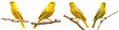 canary bird singing on branch, cutout, png isolated transparent background