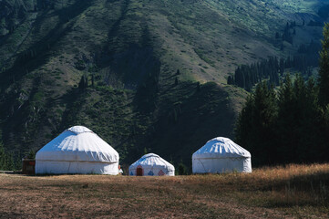 Wall Mural - traditional houses of Asian nomads yurts in a field near a spruce forest in summer in the Tien Shan mountains in Kazakhstan