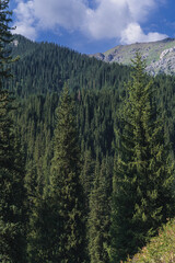 Wall Mural - landscape with a beautiful green fir spruce forests in summer the Tien Shan mountains in Kazakhstan