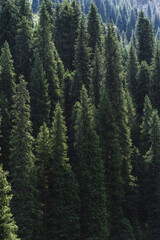 Wall Mural - landscape with a beautiful fir spruce forests in the Tien Shan mountains in Kazakhstan in summer. Top view from a drone
