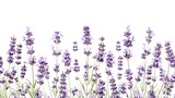 Fototapeta Lawenda - Lavender flowers isolated on white
