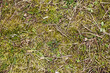 Forest ground dry needles. Dead coniferous pattern. Yellow brown dried pine needles. Closeup nature background. Autumn woods ground. Undergrowth texture. Dry leaves and pine cones. Green moss soil.