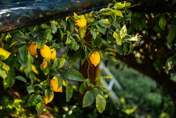 Wall Mural - Lemon tree with ripe lemon fruits