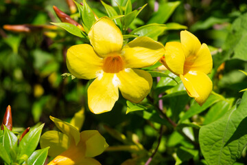 The yellow Allamanda cathartica flower