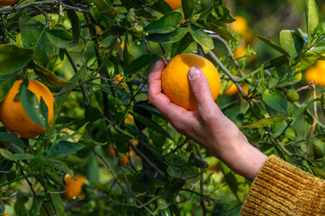 Wall Mural - Women's hands pick juicy tasty oranges from a tree in the garden, harvesting on a sunny day.1