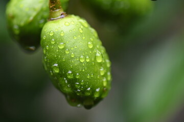 Wall Mural - macro photography water drops on leaf dew raindrop in nature on blurred background