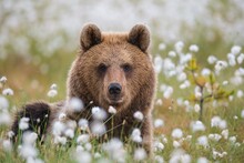 Brown Bear (Ursus Arctos) In A Bog With Fruiting Cotton Grass At The Edge In A Boreal Coniferous Forest, Portrait, Suomussalmi, Karelia, Finland, Europe