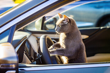 Close up cute cat portrait driving car with paws on the wheel