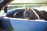 Fototapeta Miasta - Curious cat sticking out the car window during travel