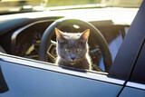 Fototapeta Miasta - Curious cat sticking out the car window during travel