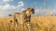 A cheetah is spotted in a grassy field under the sky