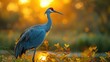 African Crane Sunrise. Wattled Crane With Red Head, Wildlife from Botswana Africa. Big Bird in the Nature Habitat - Generative AI