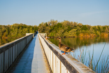 A long wooden boardwalk through the lake and a mallard duck close-up. Oso Flaco Lake, California