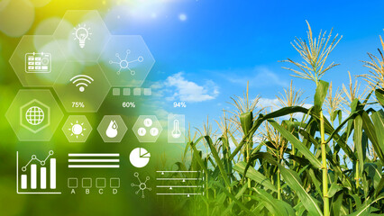 Wall Mural - Maize seedling in cultivated agricultural field with infographics, Smart farming and precision agriculture with visual icon, digital technology agriculture and smart farming concept.