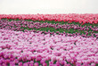 Pink and Purple tulip field