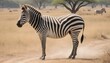 A Zebra In A Safari Experience