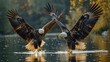 Two Accipitridae birds of prey fighting over a fish in the water