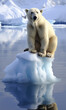 A polar bear is sitting precariously on ice that is gradually melting in the Arctic due to global warming.