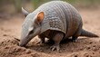 An Armadillo With Its Claws Digging Into The Soil