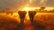 Elephants roam at sunset through a field, creating a majestic natural landscape