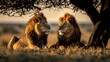 Two Masai lions resting under a tree in their natural ecoregion