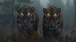 Two Bengal and Siberian tigers roam through a foggy natural environment